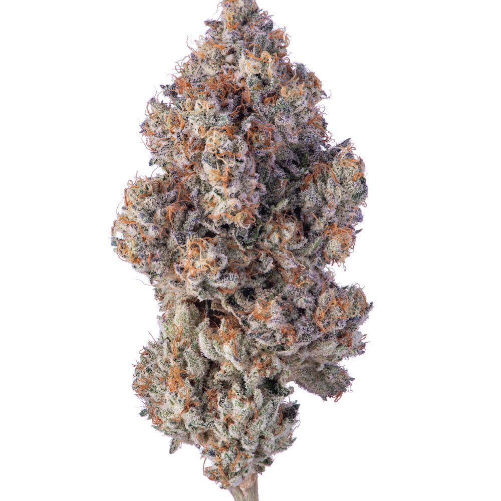 INDICA